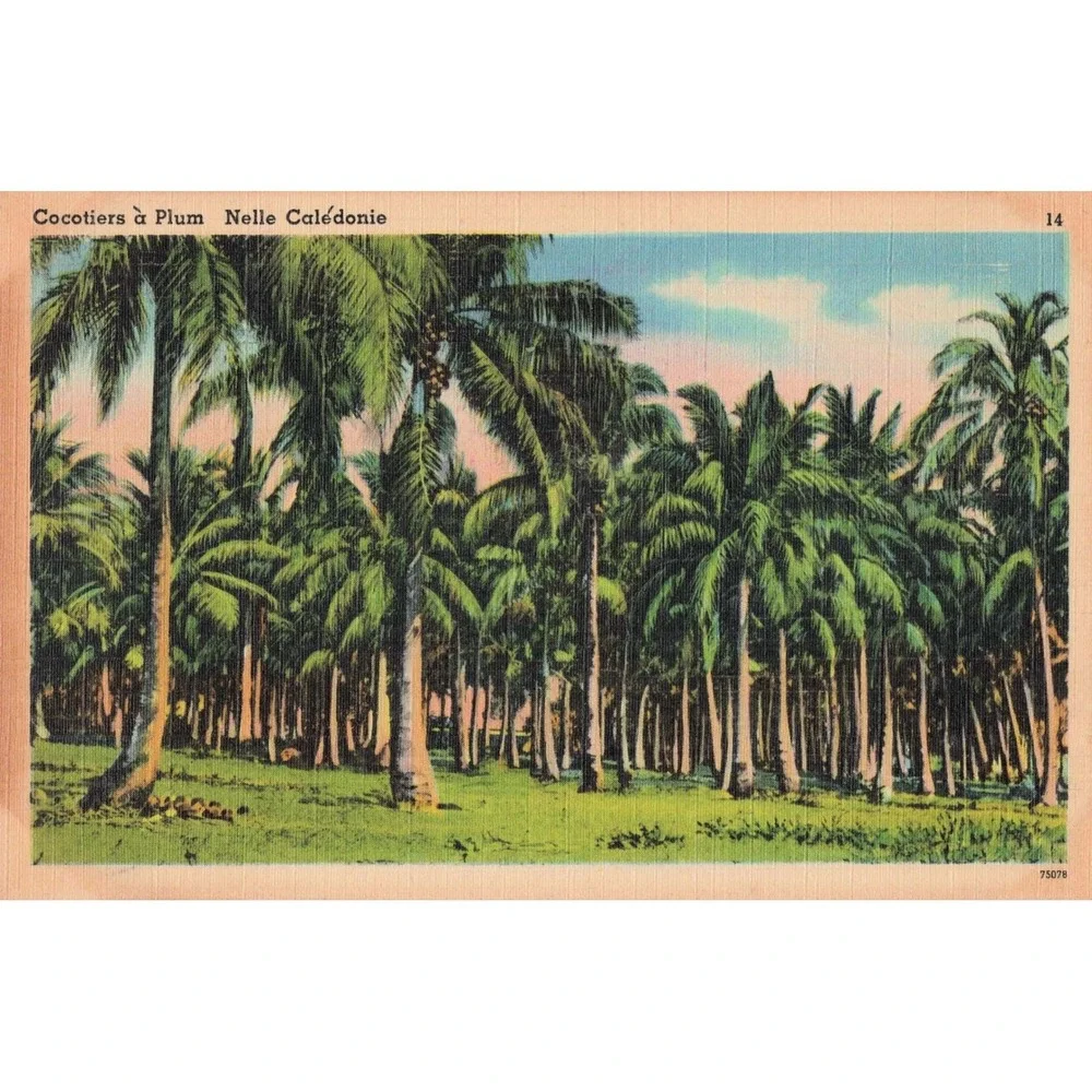 Vintage 1940's Carte Postale Postcard New Caledonia Palm Trees Scenic View - Picture 1 of 2